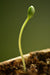 an image of small bud of a plant